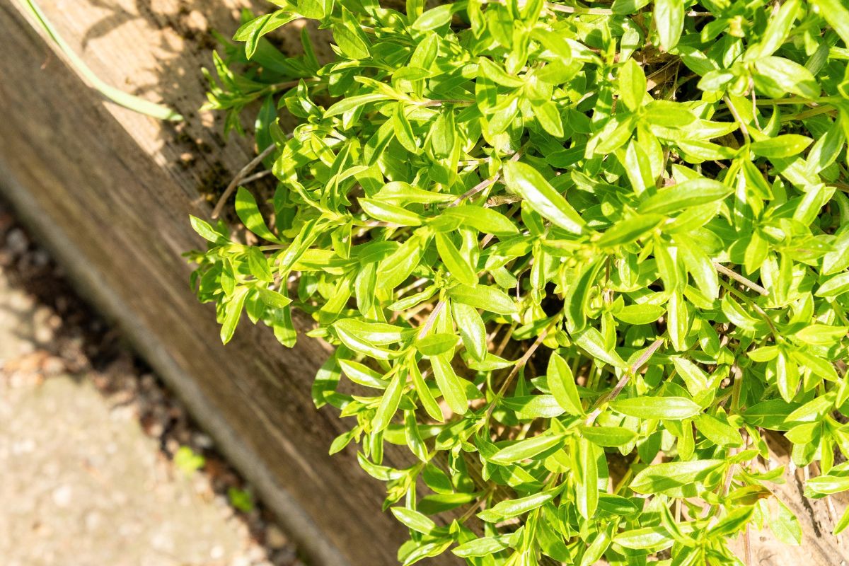 Savoury growing
