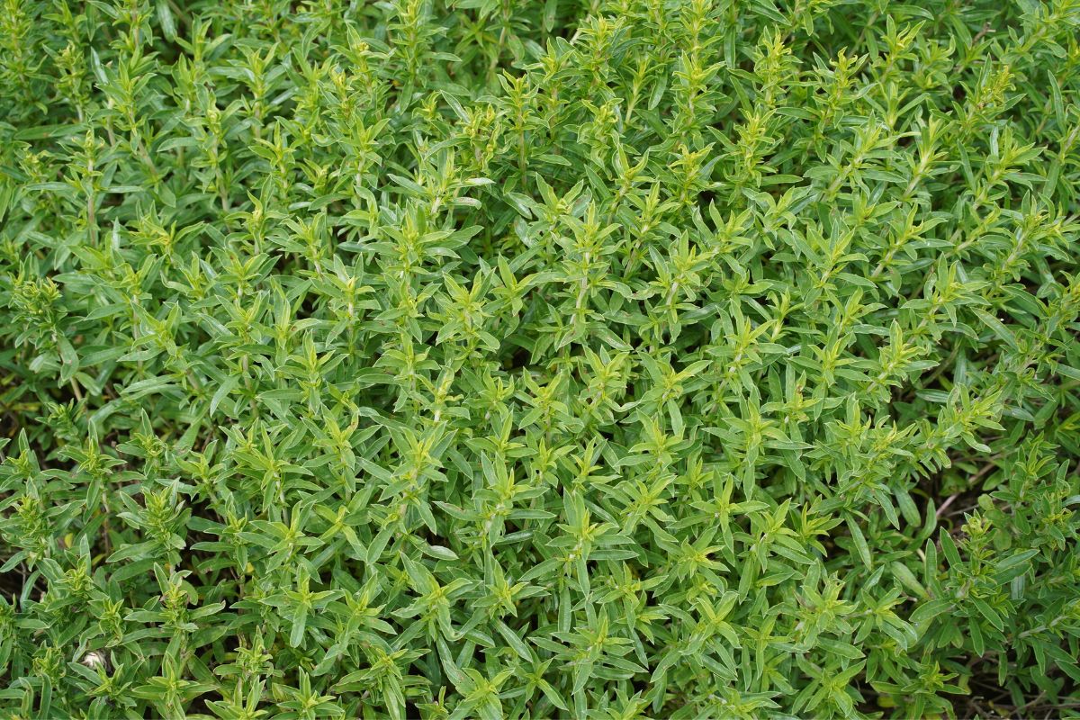 Savoury plant