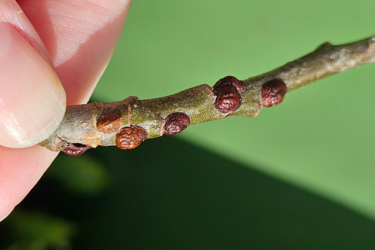 Scale on a branch