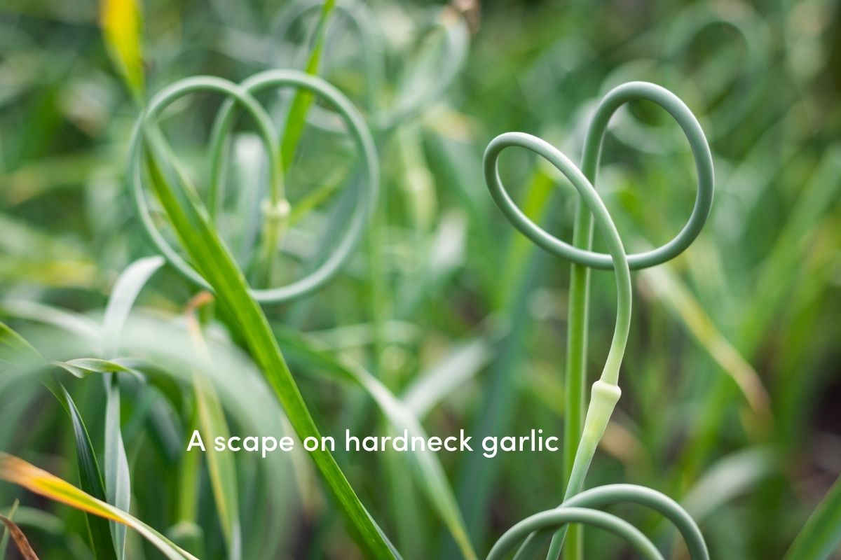 Twisting scapes growing on hardneck garlic plants
