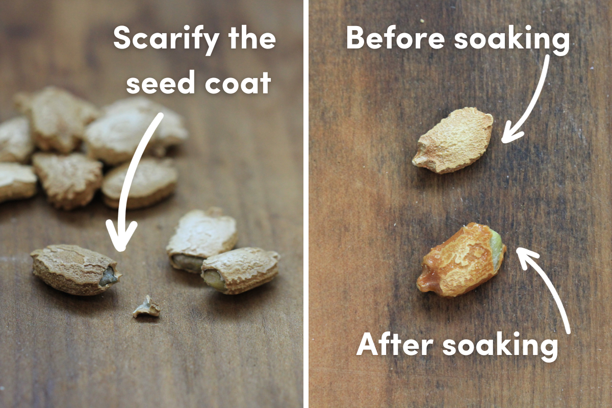 Bitter melon seeds with the end of the seed coat snipped off (scarified) and the seeds before and after soaking