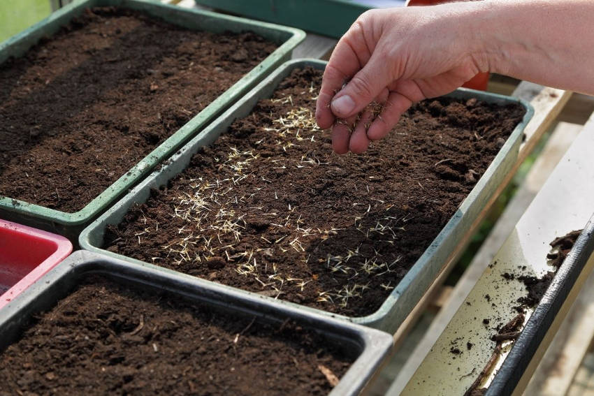 Scattering daisy seeds in a seedling tray