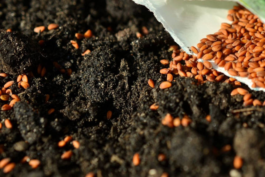 Sprinkling baby leaf seeds