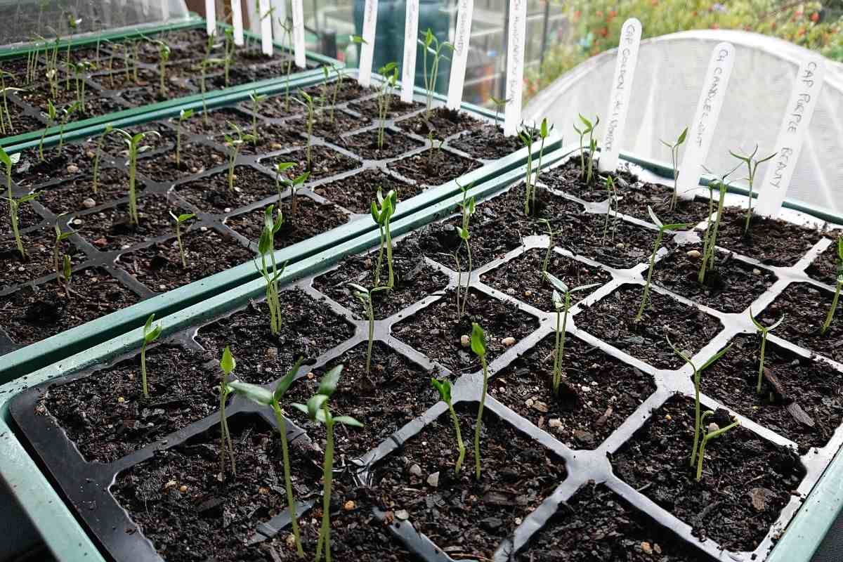 Seedling trays in front of window