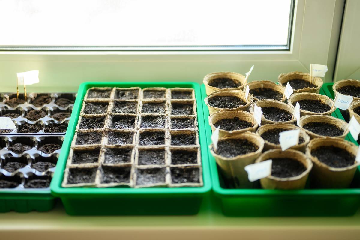 Seedling trays and jiffy pots filled with soil sitting on a well lit windowsill