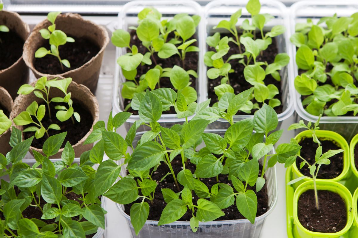 Seedlings being raised indoors in late winter