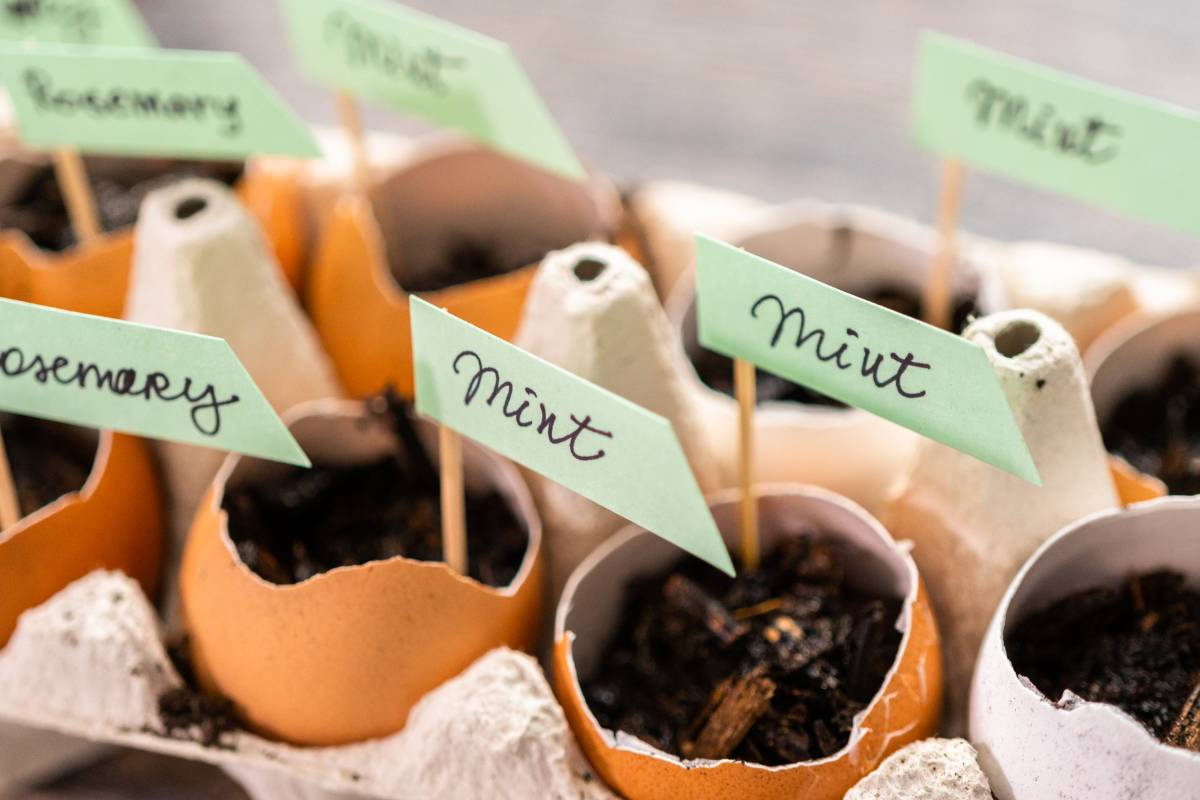 Seedlings growing in eggshells labeled with temporary plant labels made from bamboo skewers and cut up plastic