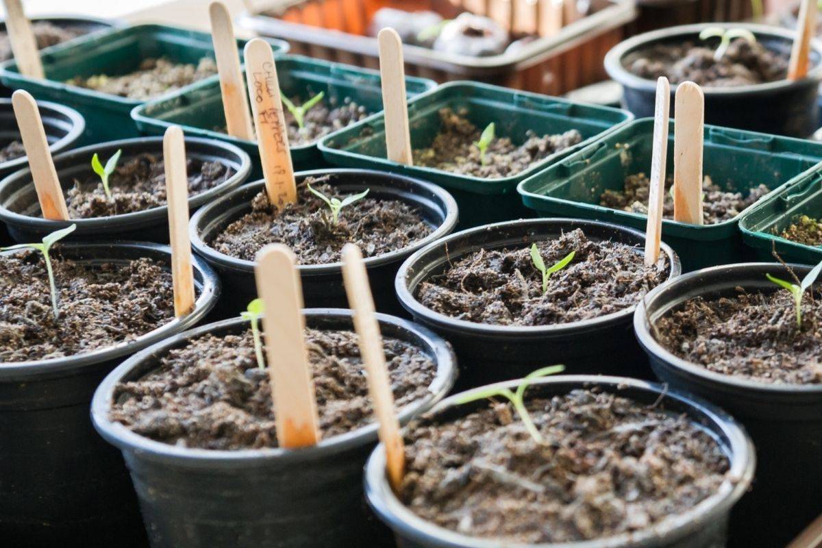 Seedlings in coco coir.jpg