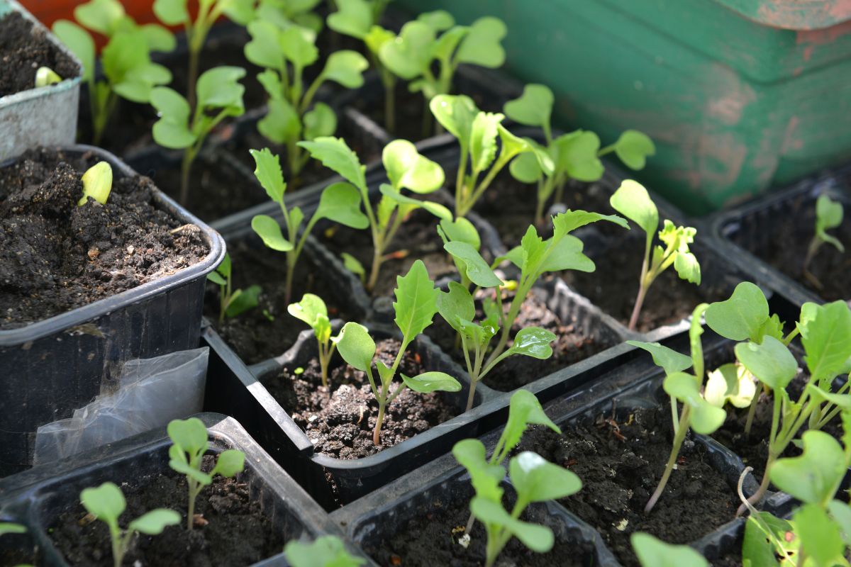 Seedlings put outside to acclimatise