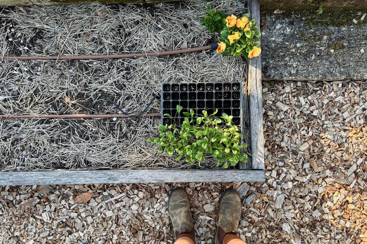 Seedlings laid out in bed