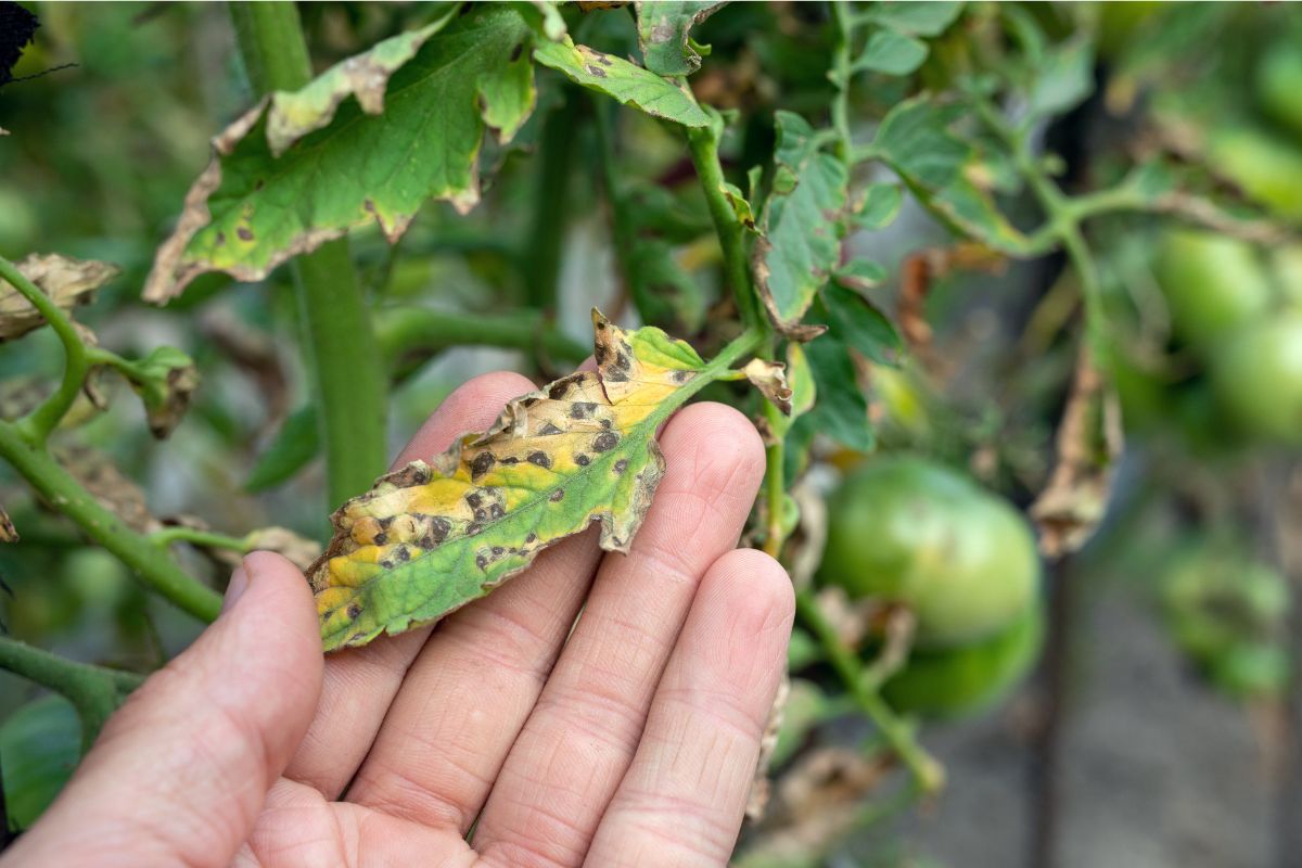 Septoria leaf disease on a tomato plant