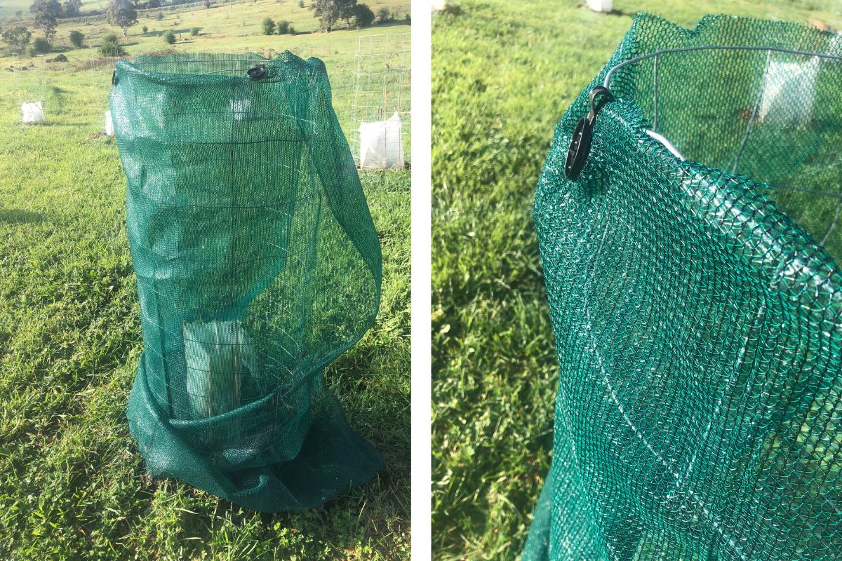 Shade cloth clipped around a tree guard