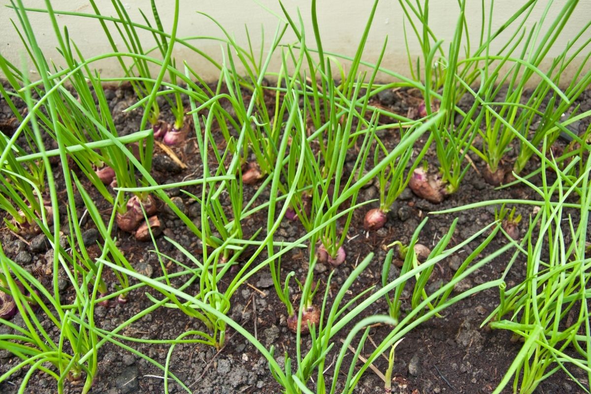 Red shallot plants growing in a garden bed