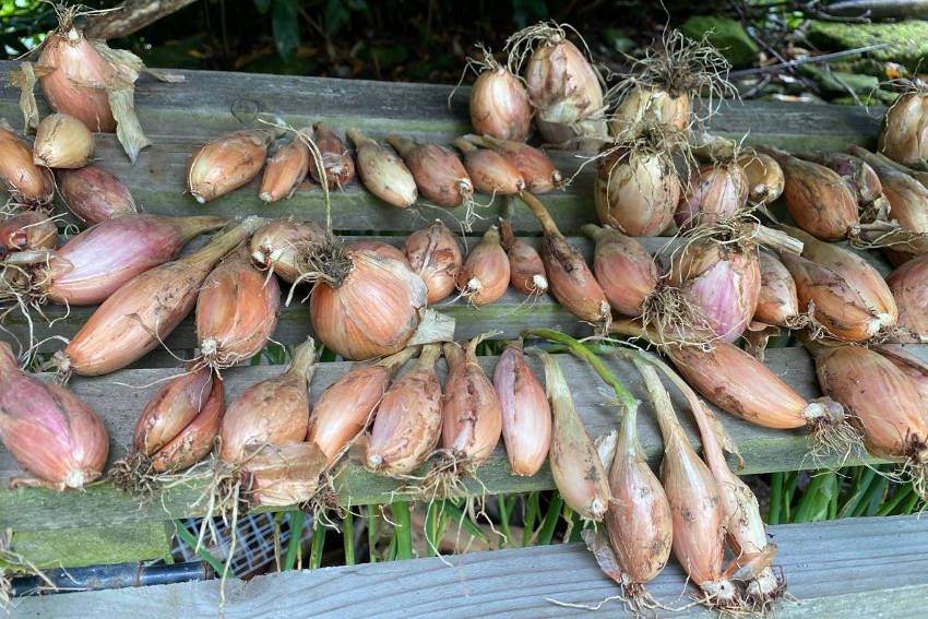 Shallots drying on a rack