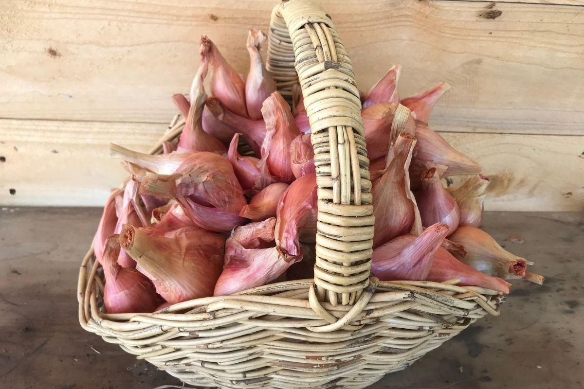 Basket of shallots