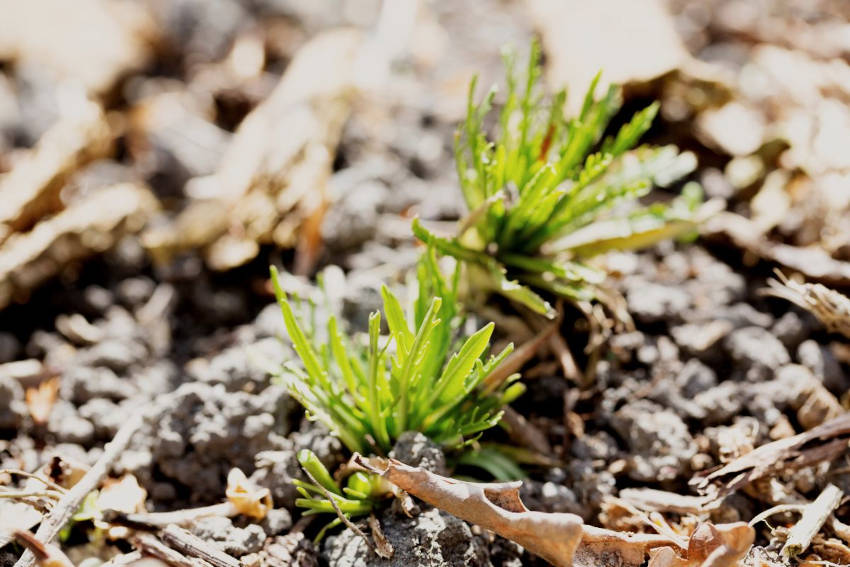 Shoots of horseradish plant