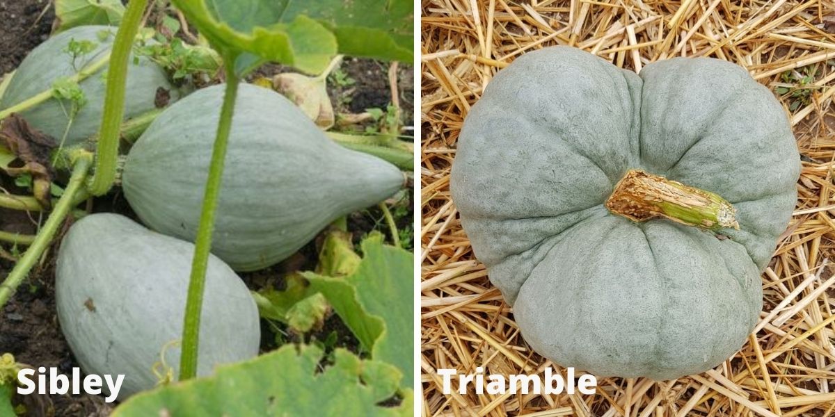 Heirloom pumpkins 'Sibley' and 'Triamble'
