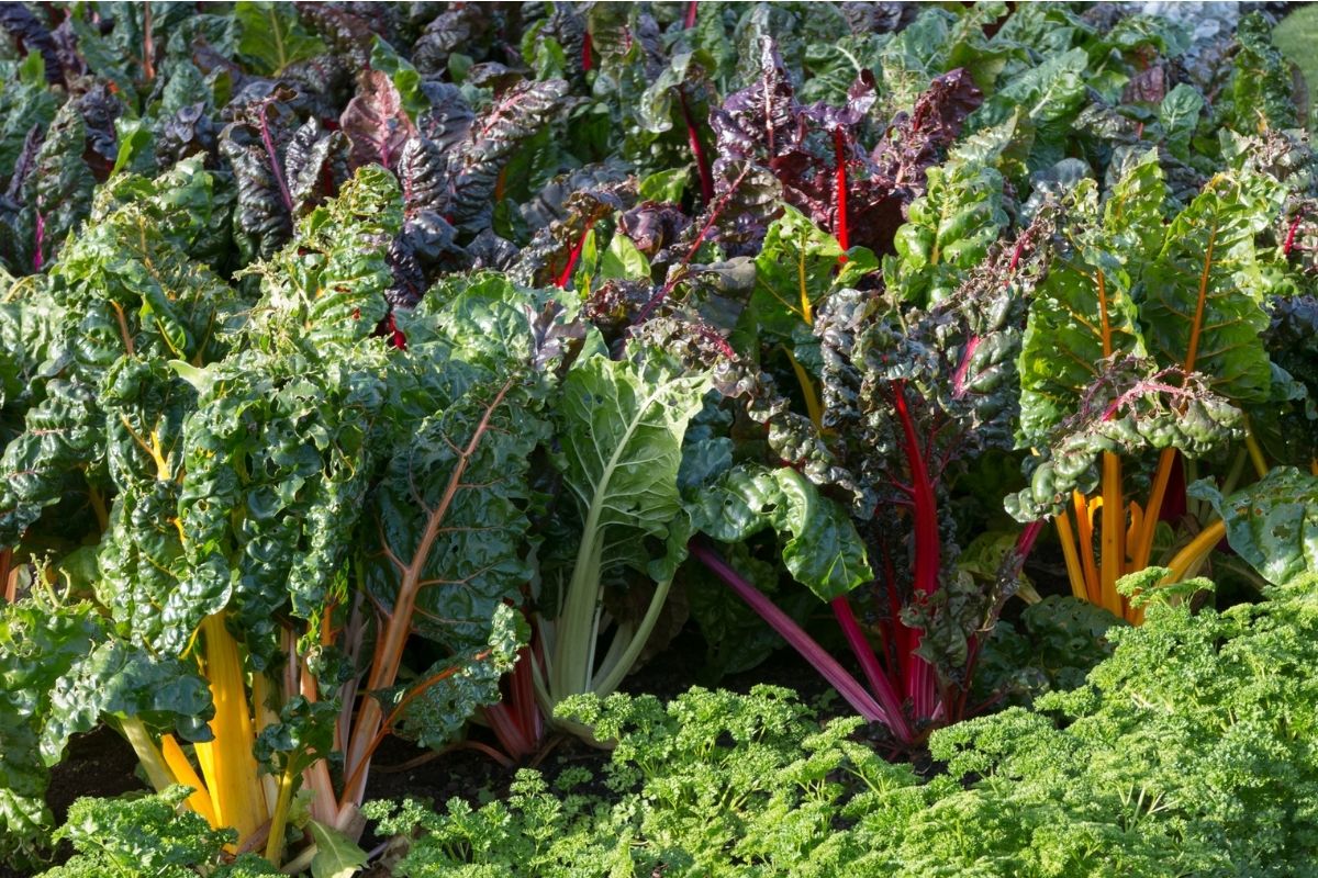 Mature silverbeet plants with colourful red and orange stems