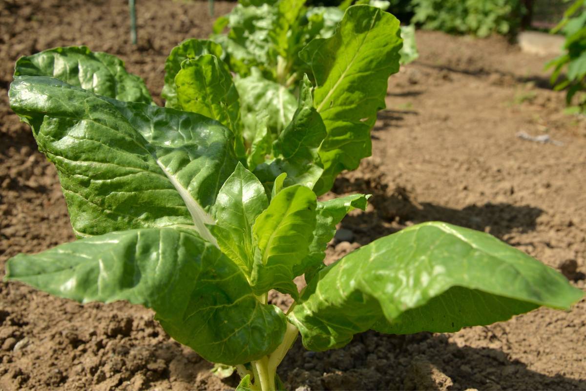 Silverbeet plants growing in sandy soil