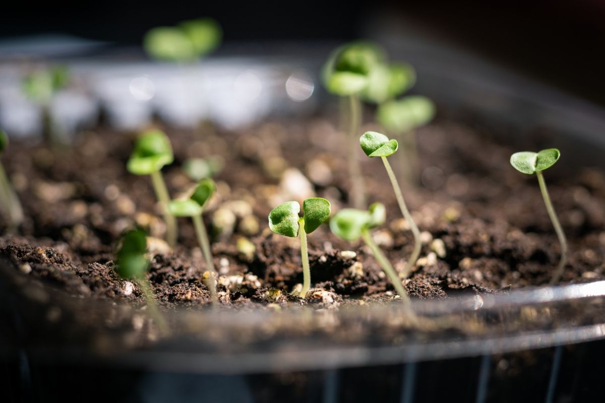 The first shoots appearing from seeds in a container