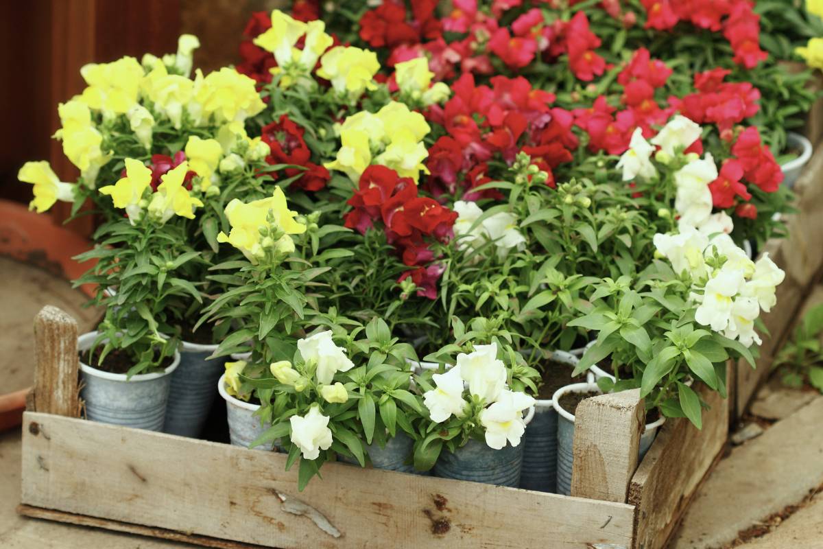 Snapdragon seedlings with yellow, white and red flowers planted in small pots