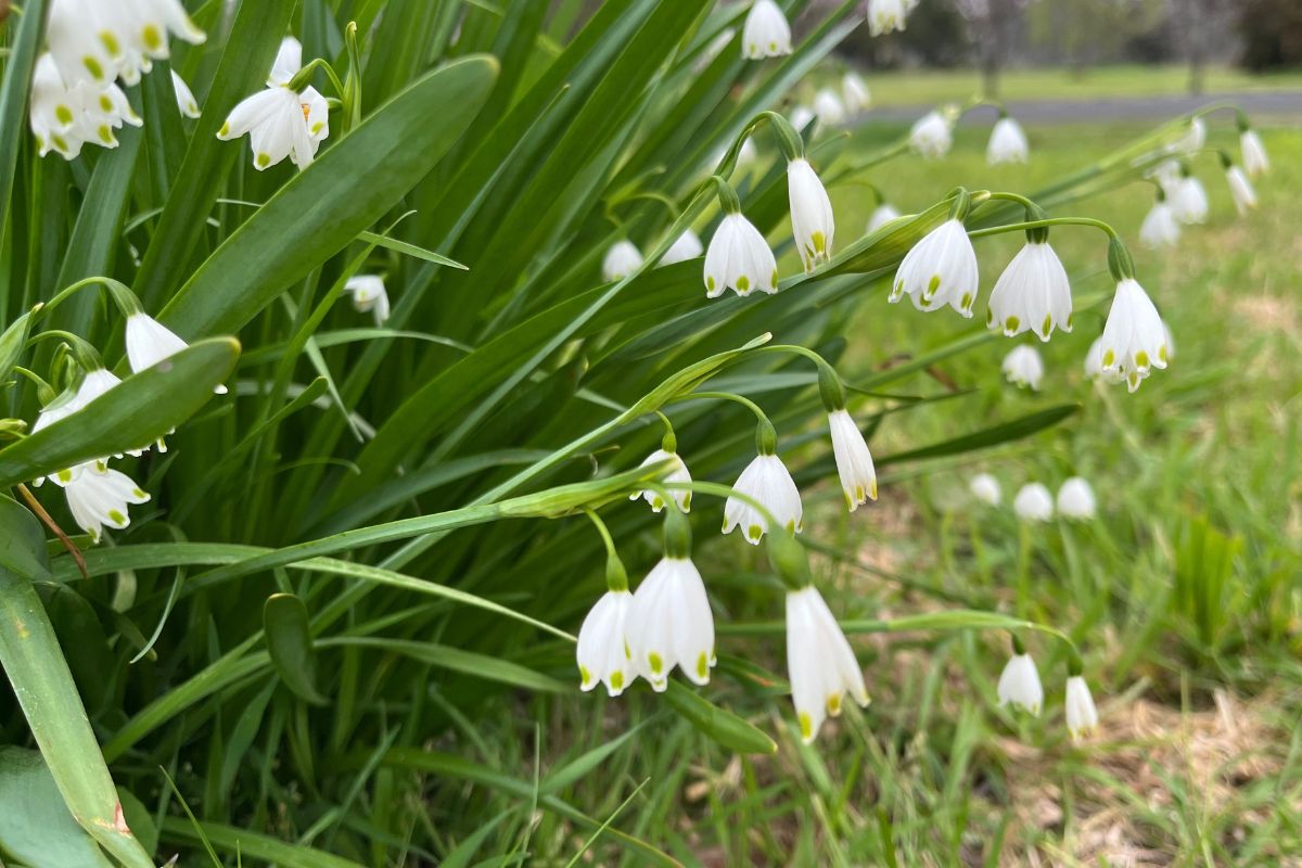 Snowdrops flowering