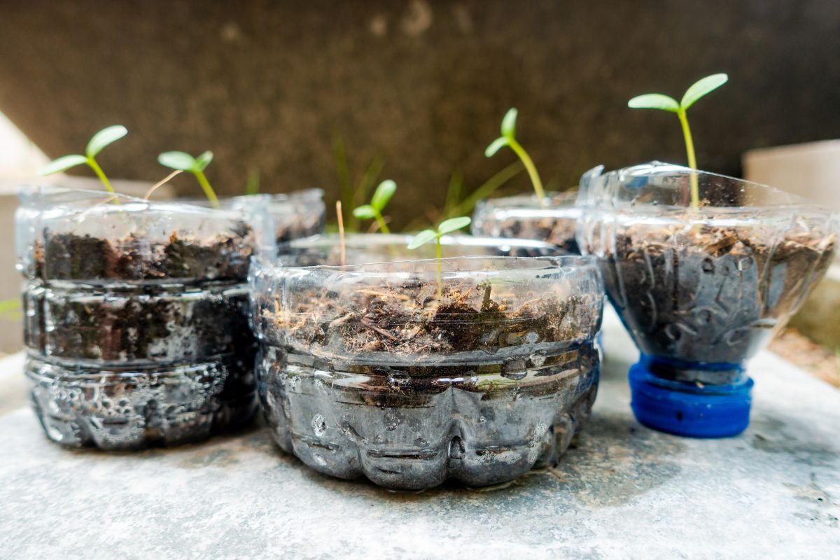 Soft drink bottles cut off and repurposed as plant pots