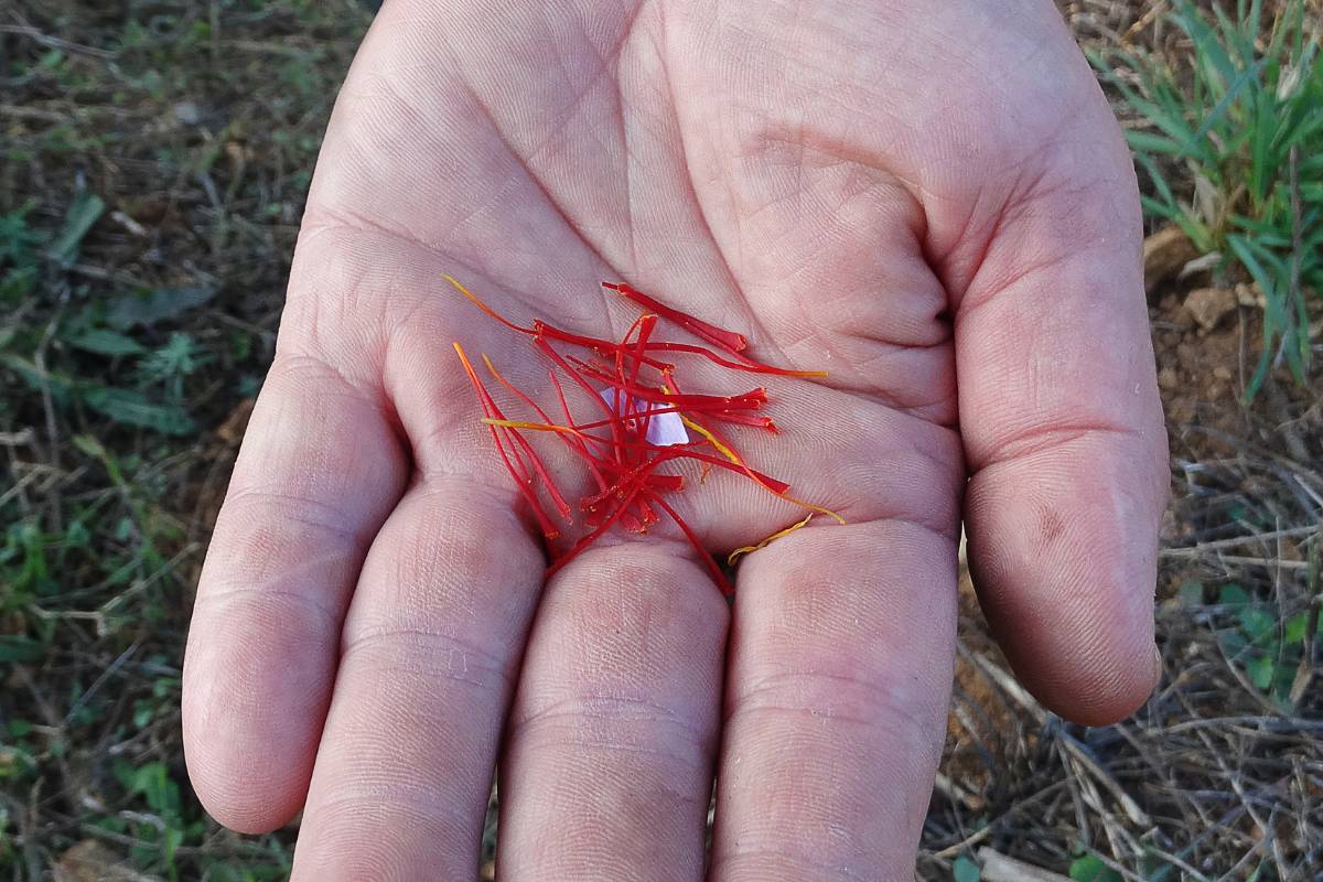 Some saffron threads sitting in a man's hand