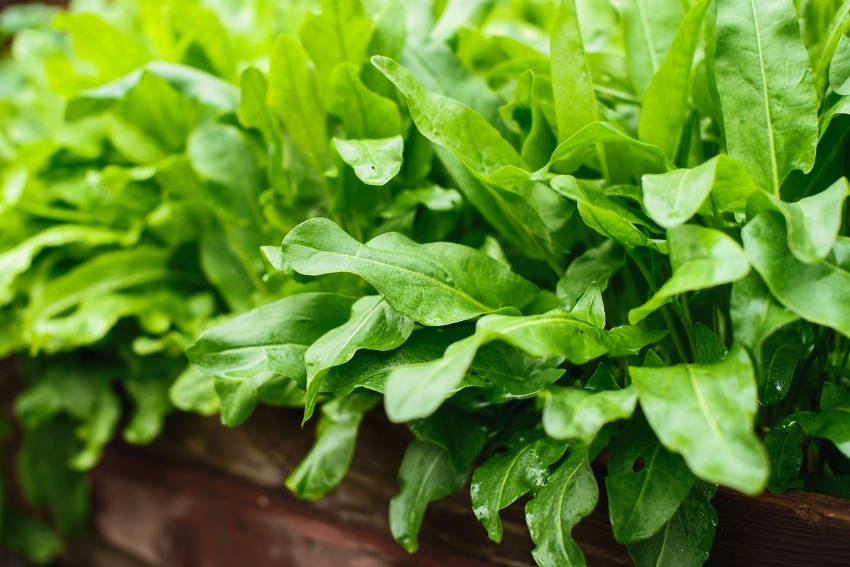 Sorrel growing in a raised garden bed