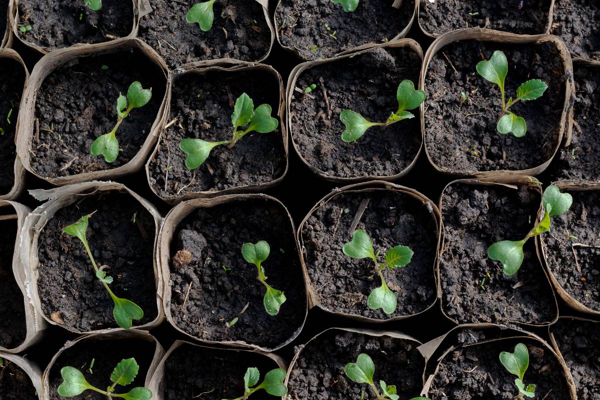 Sow brassica seeds in containers in summer