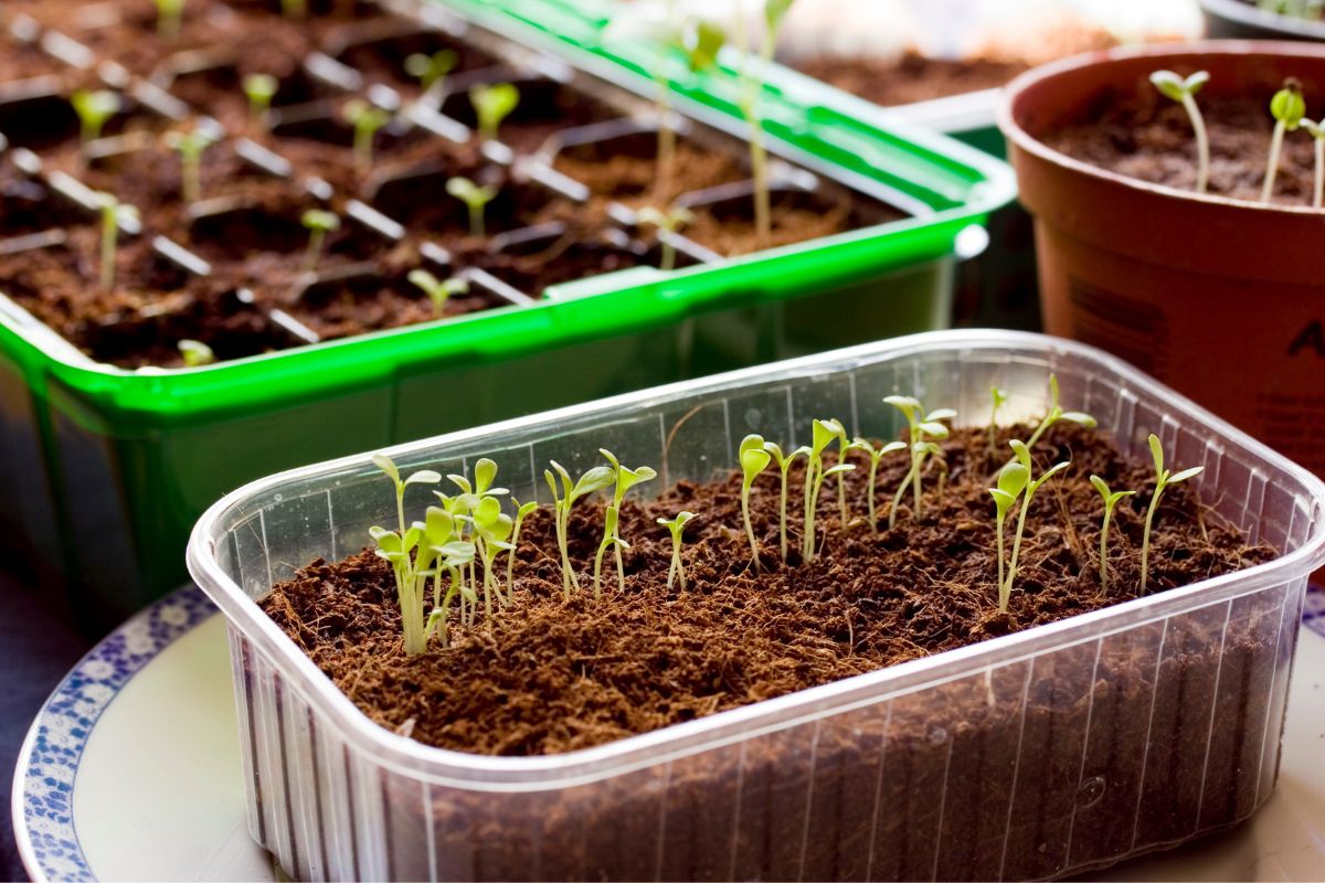 A seed punnet sitting on a plate with small seedlings being grown indoors