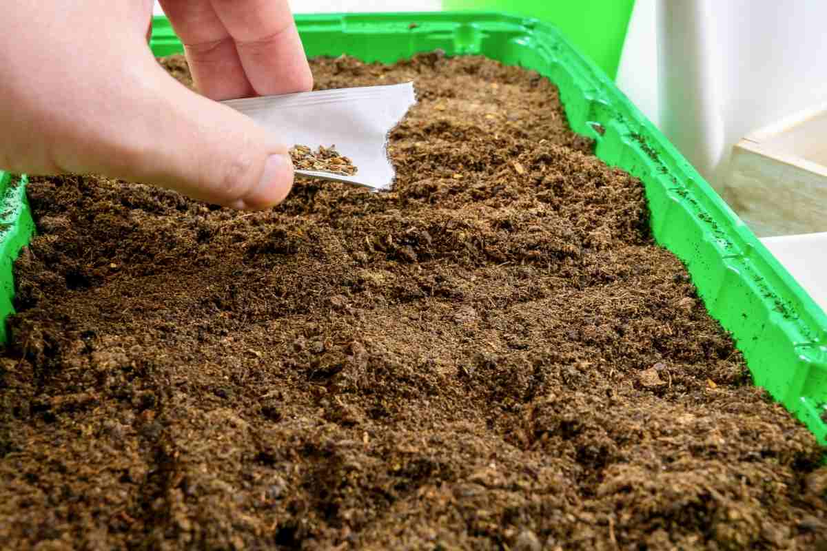 Sowing seed indoors