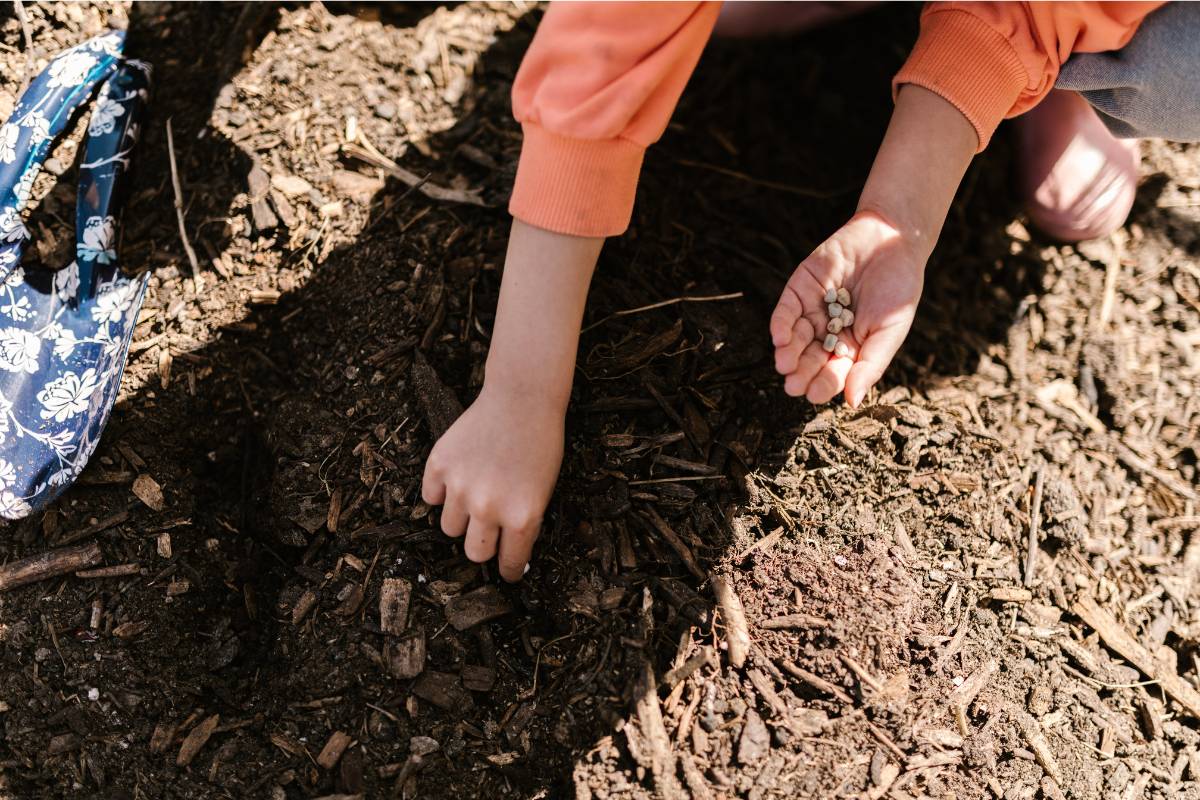 Sowing seeds in a vegetable garden