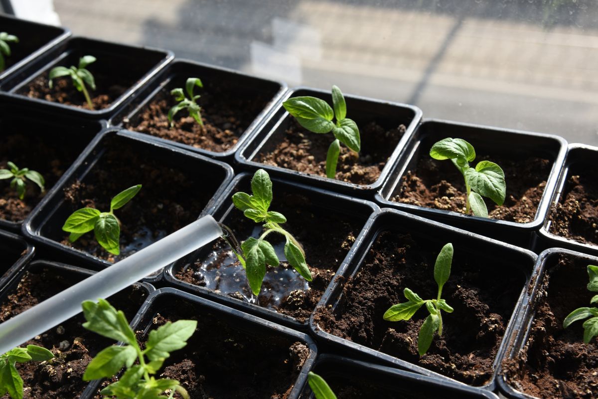 Spacing seedlings correctly watering with clean water