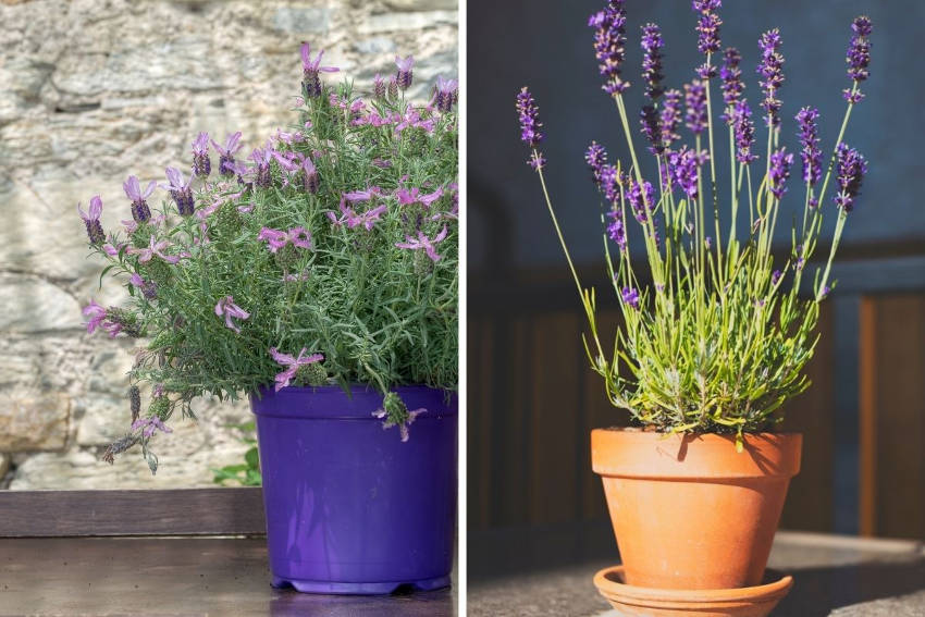 Spanish (left) and English (right) lavender in pots