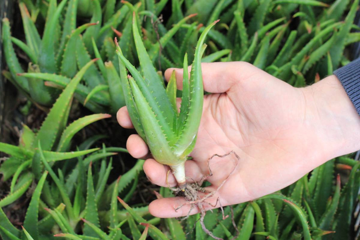 A photo of a bare-rooted 'Sparkler' aloe plant