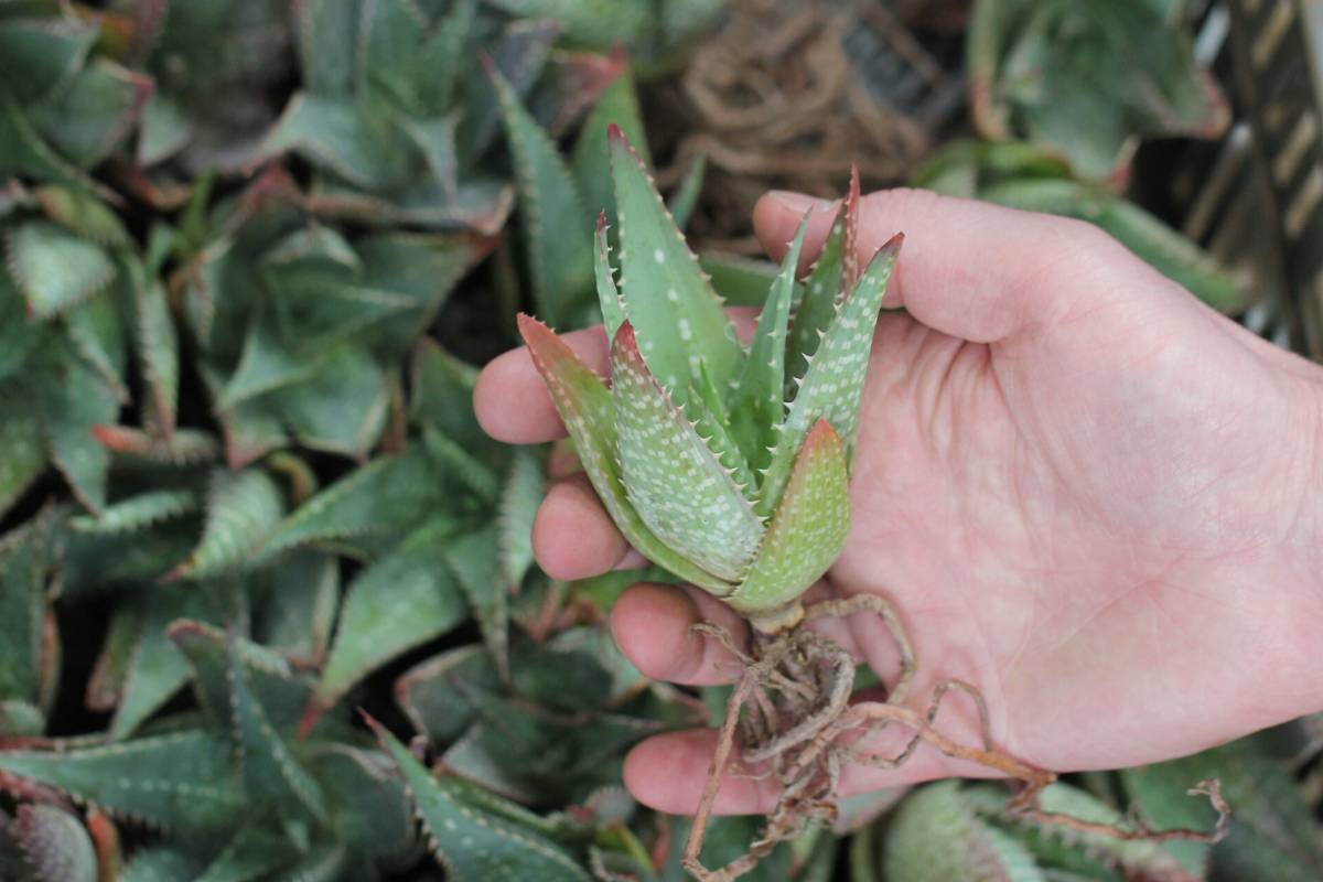 A photo of a bare-rooted 'Spots N Dots' aloe plant