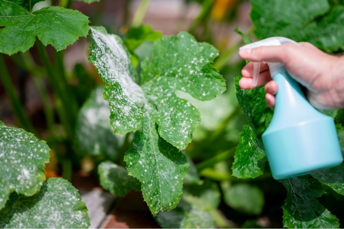 A person using a spray bottle to spray a cucumber vine for powdery mildew