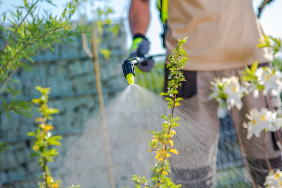 A man spraying plants with eco oil to control spider mite