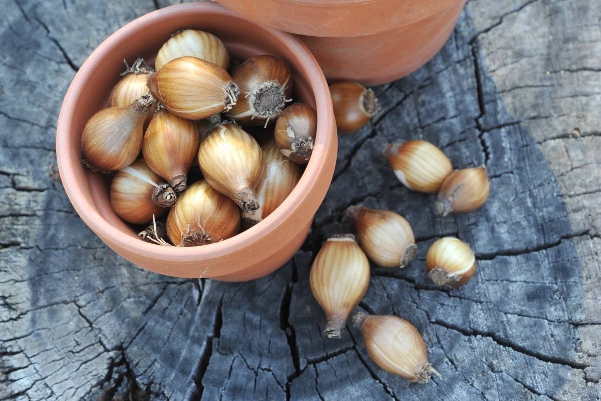 A pot full of spring flowering bulbs ready to plant