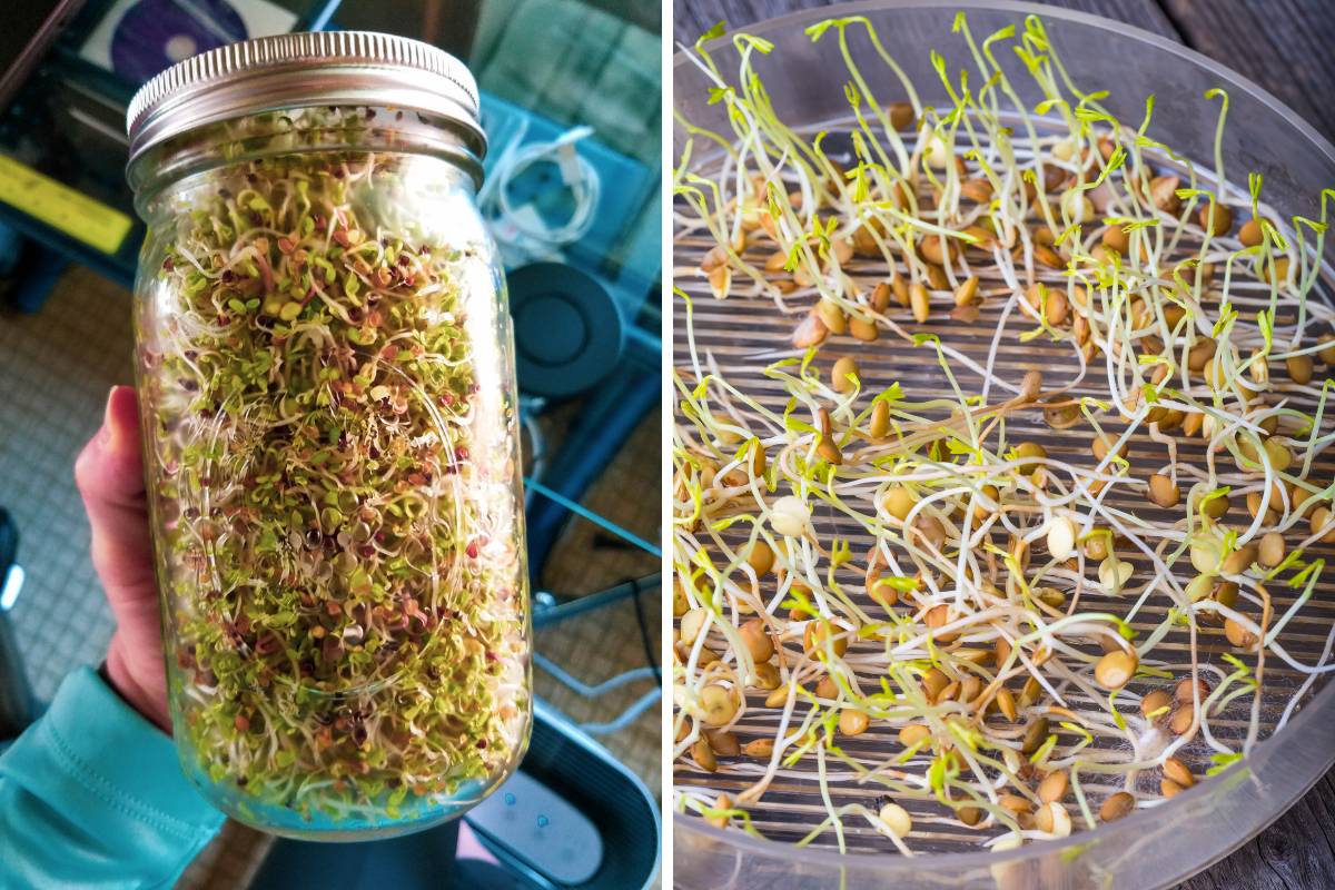 Sprouts growing in two differently designed containers, a sprouting jar and tray