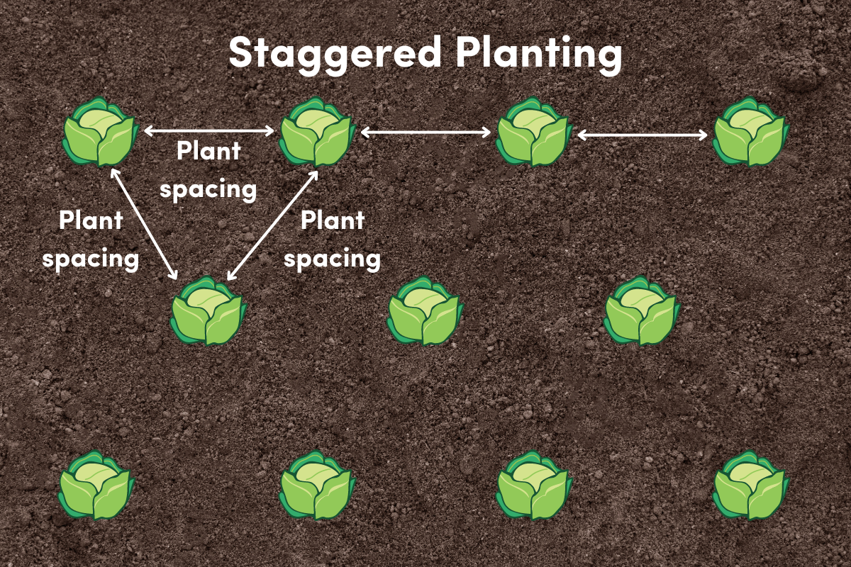 Staggered planting of vegetable crops