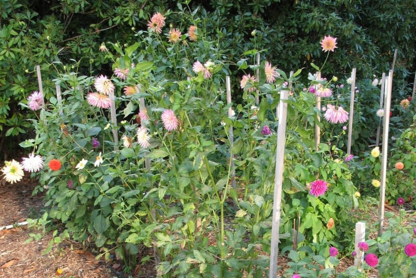Staked dahlia plants growing in a flower garden
