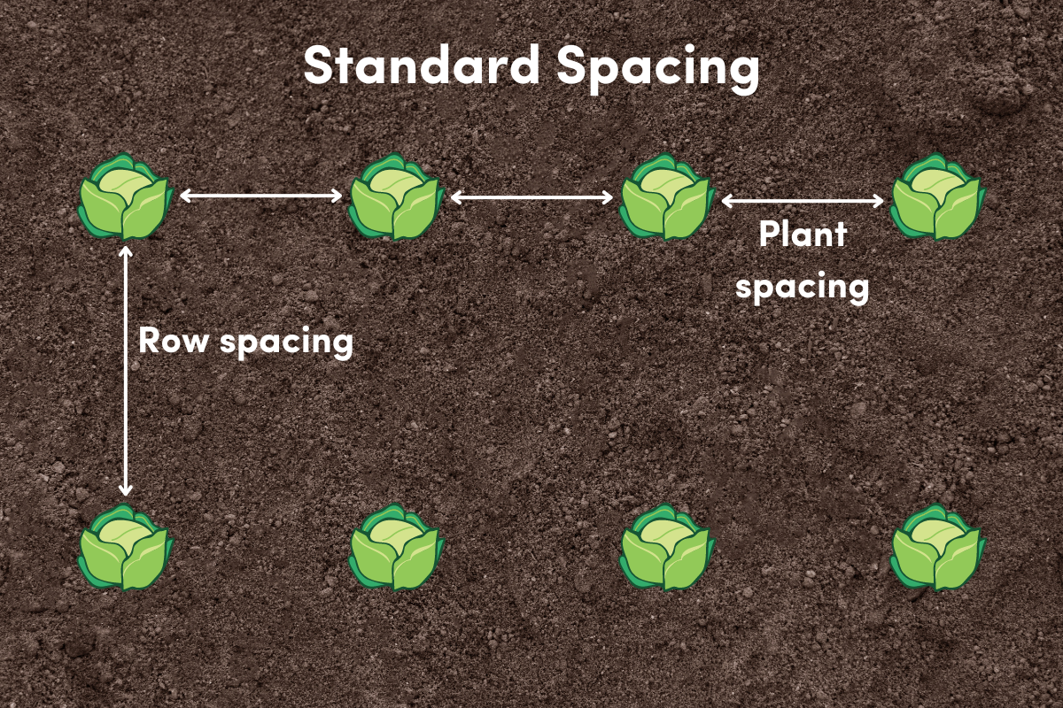 Standard plant and row spacing for vegetable crops