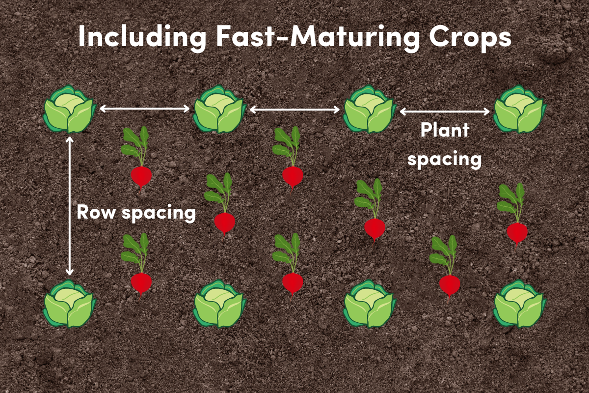 Standard spacing of vegetable crops plus a fast maturing crop