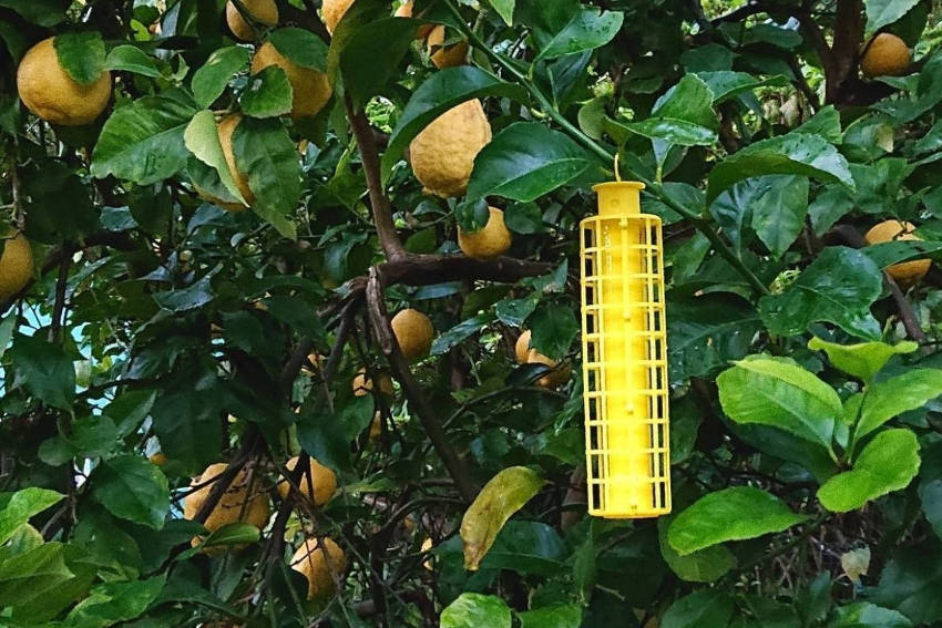 Sticky trap on citrus tree