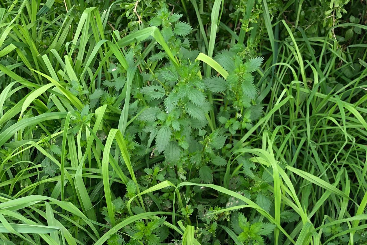 Stinging Nettle