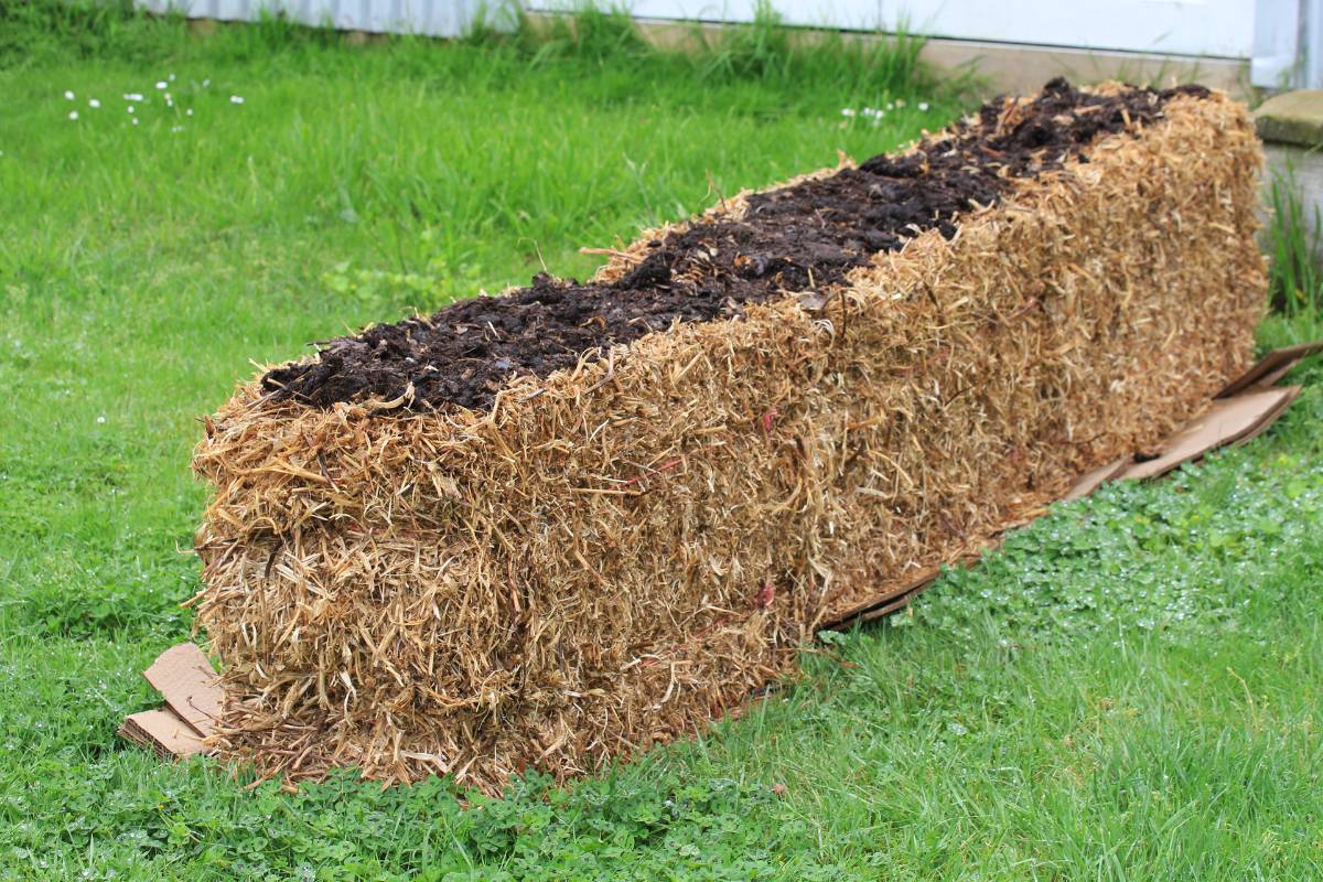 A row of straw bales ready to be conditioned for planting