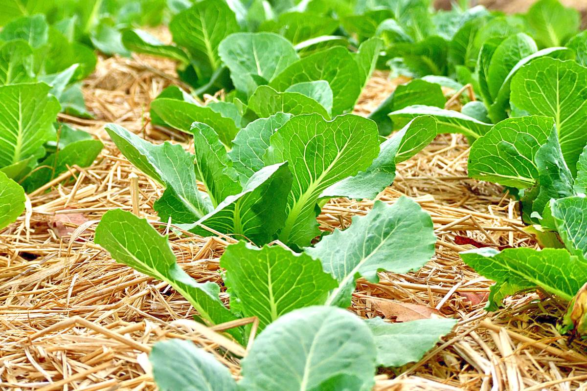 Straw mulch protects soil in a vegetable garden