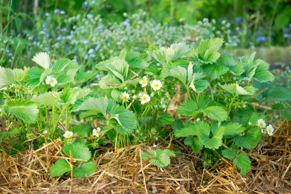 Several strawberry plants in a home garden, with white flowers but no fruit